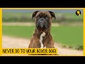 5 Things You Must Never Do to Your Boxer Dog