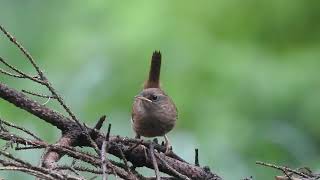 Strzyżyk Eurasian Wren Troglodytes Troglodytes