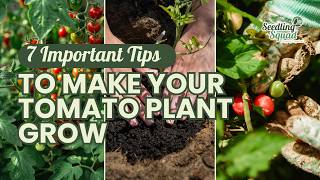 7 Important Tips to Make Your Tomato Plant Grow