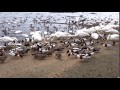 Swan feeding at WWT Martin Mere