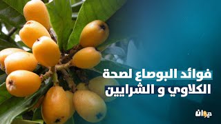 فوائد البوصاع لصحة الكلاوي و الشرايين