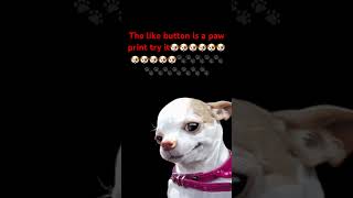 Dog lovers here #dogs