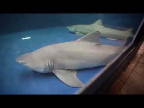 National Marine Aquarium Takes Delivery Of Two Lemon Sharks You National Marine Aquarium Takes Delivery Of Two Lemon Sharks