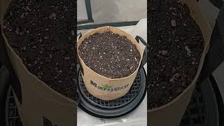 Marijgro all in one grow kit og #reggae #Amnesia haze