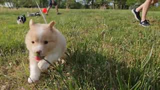 Border Collie Puppy Adventure Walk Fun