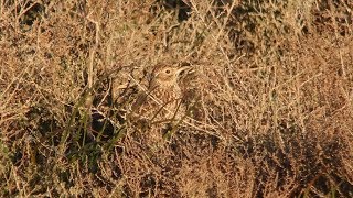 Duponts Lark on the Spanish plains!
