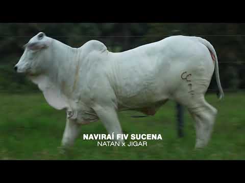 LOTE 03H - SUCENA (NATAN x JIGAR)