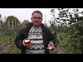 Мстера. Будни яблоковода Белорусского образца. Video_2021_10_03. Mstera Troickoe