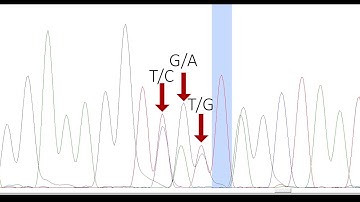 PHYLOGENETICS 3: DNA Chromatogram Analysis (Software, Quality Assessment, Editing and Export)