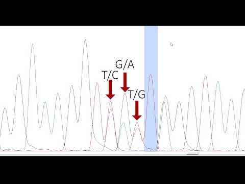 PHYLOGENETICS 3: DNA Chromatogram Analysis (Software, Quality Assessment, Editing and Export)