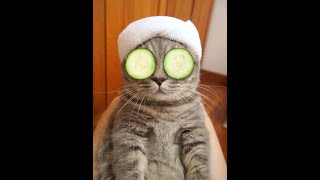 Try Not To Laugh Animals - Funny Cats Videos 2019 - Funniest Clean Vines Compilation