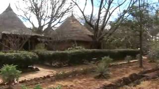 Носороги в кении реальное видео из саванны