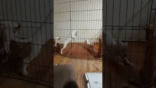 Hard Knock Life When You The Shelter Dogs Pitbulls Fabulous 13 Red Nose