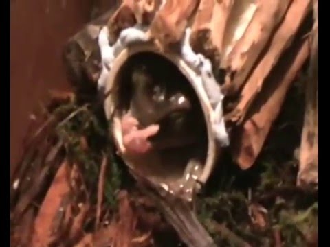 england traduccion White's Tree Frog eats pinkie (Dual Camera)