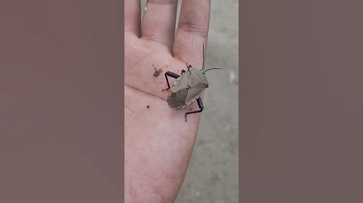 Dangerous 😳 insect #trending #youtube #short #shorts #ytshorts #insects #nature #animals #wildlife