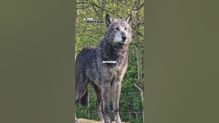 The Top 3 Most Unpredictable and Dangerous Dog Breeds