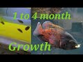 Oscar fish 1 month to 4 month growth rate part 1 aquarium oscarfishes albinooscar tigeroscar