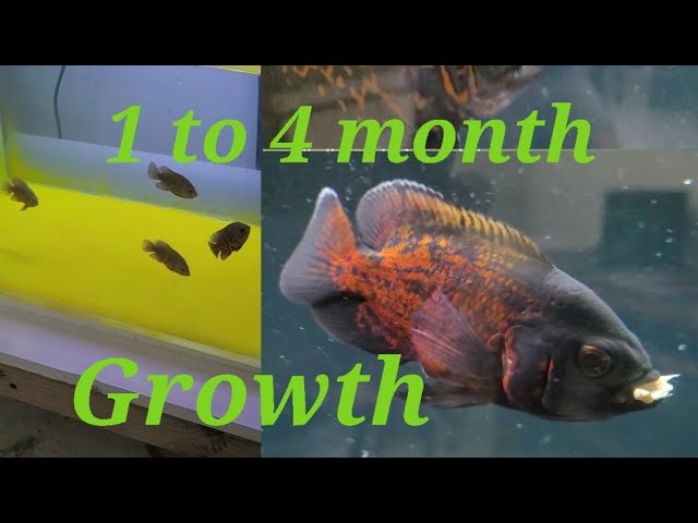 Oscar Fish 1 Month to 4 Month Growth Rate Part 1 #aquarium #oscarfishes  #albinooscar #tigeroscar 