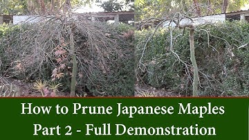 How and When to Prune Japanese Maples - Trim Cut leaf Maples Part 2 - Full Demonstration