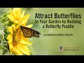 Attract Butterflies to Your Garden with a Butterfly Puddle