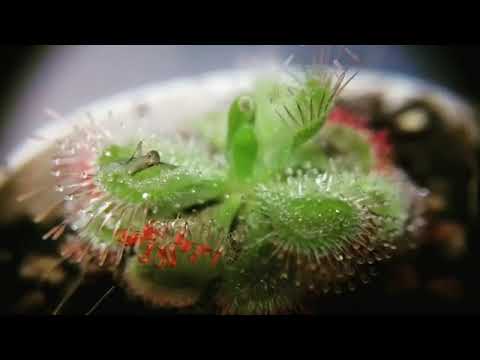 DROSERA BURMANII VS MOSQUITO TIMELAPSE
