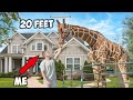 How I Bought A Pet Giraffe