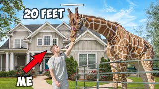 How I Bought A Pet Giraffe