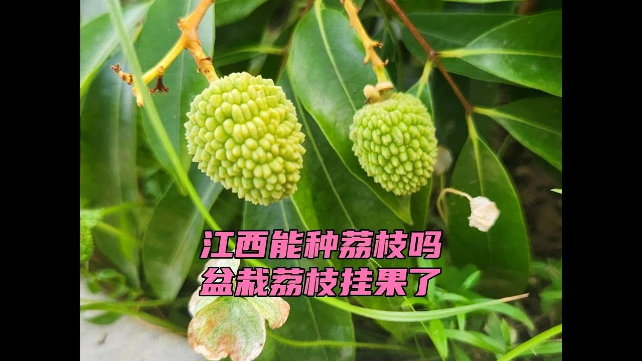 江西能不能种荔枝?楼顶盆栽荔枝挂果了 #盆栽荔枝 #盆栽荔枝树 - YouTube