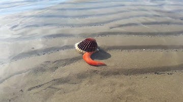 What lives inside seashells - Clam opens mouth, Clam walking