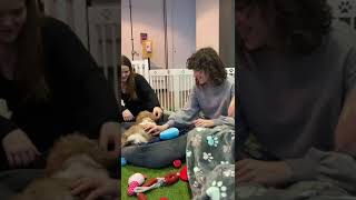 Puppy Therapy At Ual Halls