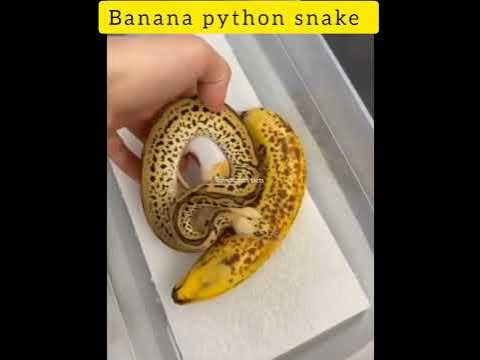Facts about banana python snake#facts #youtubeshorts - YouTube