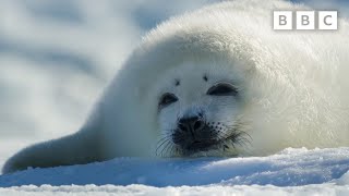 Adorable Seal Pup Starts to Explore | Frozen Planet II  BBC