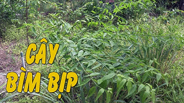 Cây bìm bịp loại thảo dược thiên nhiên