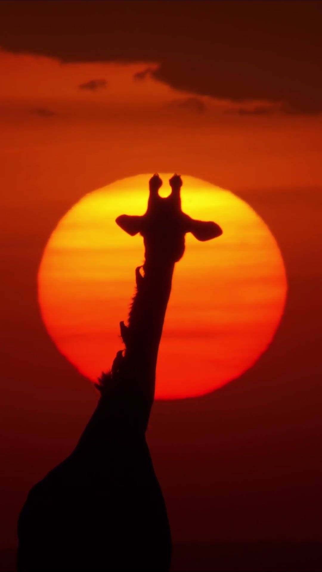 Sunsets with giraffes ?#Giraffe #Shorts