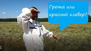 Что собирают пчелы в конце июля. Нектар клевера недоступен пчелам?