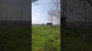 Корови вийшли на пашу . Прифронтова зона . Коровам їсти треба