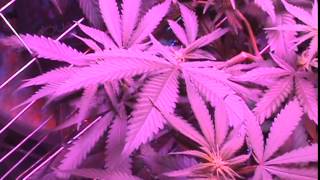 DIY PURE CANNABIS JOINT, BLINKING LEDS,NEW COB LED&DRIVER=HPS/SPECTRUM KING LED KILLER!!!