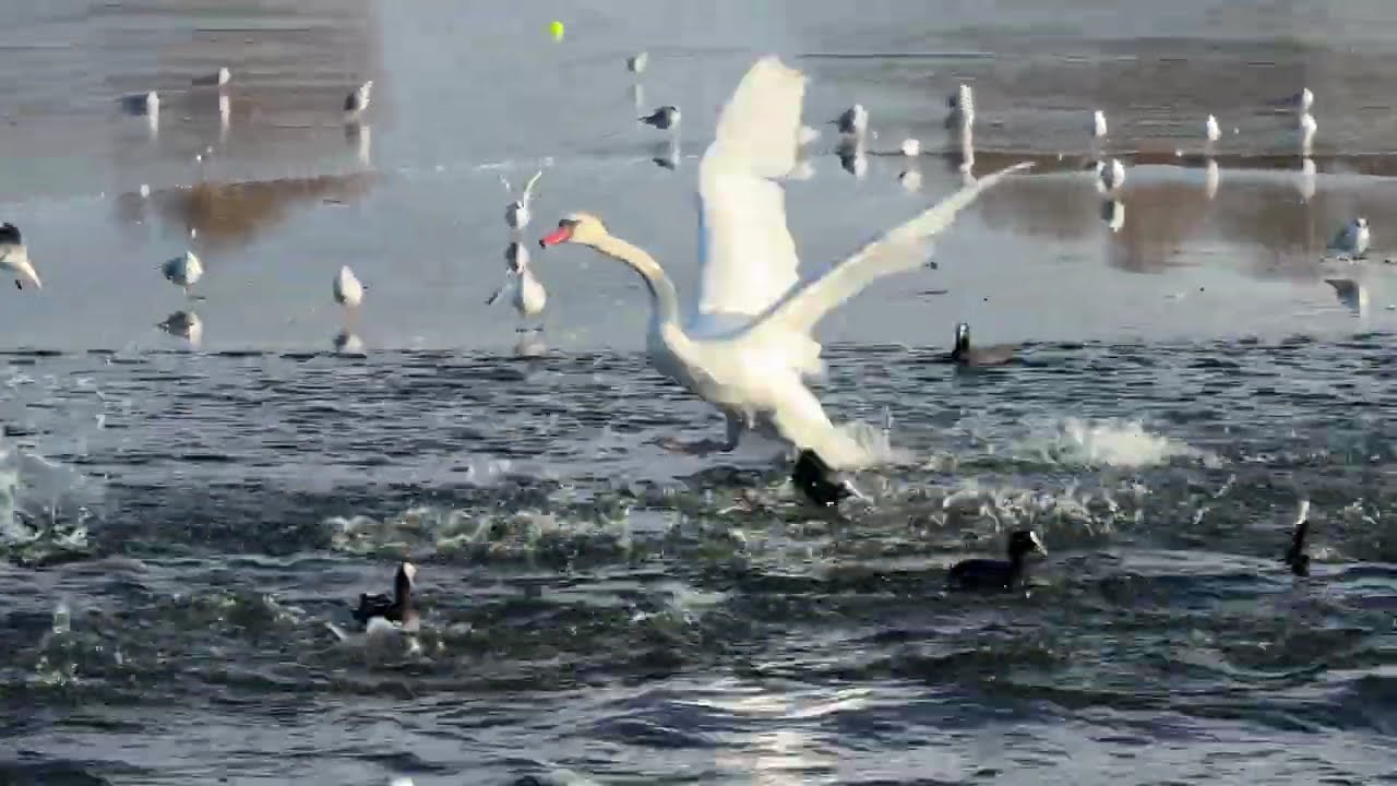 “Mute swans and cygnets wash and preen on an unfrozen patch of the Round Pond on a cold morning 🦢❄️”