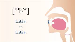 [ ᵐbʷ ] voiced unaspirated prenasalized labialized bilabial stop