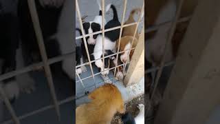 Lots of Cute  9 to 10 week Old rescue Puppies for adoption by CLAY COUNTY DOG RESCUE CELINA TENNESSEE 76 views 4 years ago 2 minutes, 20 seconds