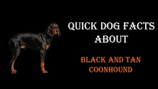 Quick Dog Facts About The Black And Tan Coonhound!