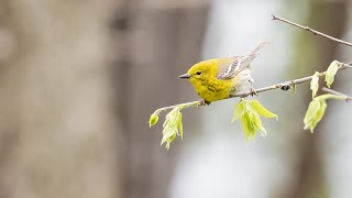 Early May Birding in Southern Wisconsin