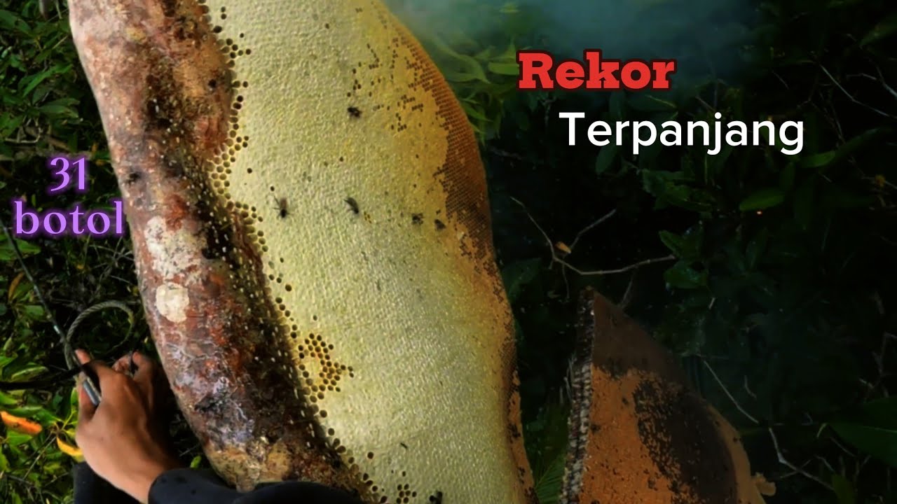 Rekor terpanjang !! Kantong madu full segel