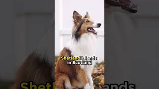 The Shetland 'Sheltie' Sheepdog from Scotland #dogs