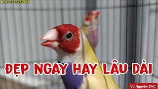 Download Mp3 Choose the bird that suits your needs. European Gouldian Finches Gudang lagu Download Mp3 Choose the bird that suits your needs. European Gouldian Finches