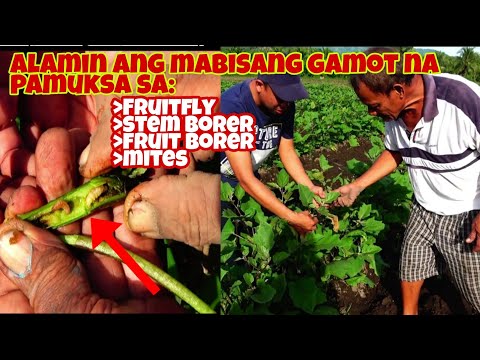 Video: Eggplant Colletotrichum Fruit Rot - Paano Gamutin ang Fruit Rot Sa Eggplants