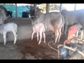 Desi Cow Machine Milking