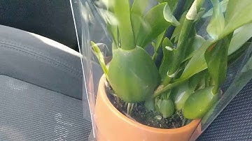 New orchid from Trader Joe