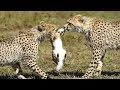 Cheetahs Hunting and Eating Rabbit