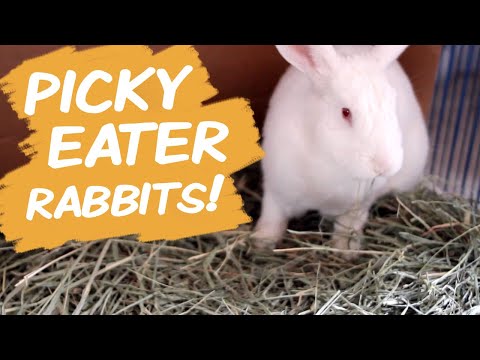 Wideo: Bad Rabbit Food: What NOT To Feed Your Bunny